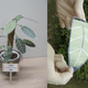 Illustration for article titled Flower Power to Solar Power: Artificial Plant has Solar Cell Leaves